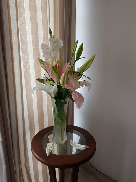 lily
