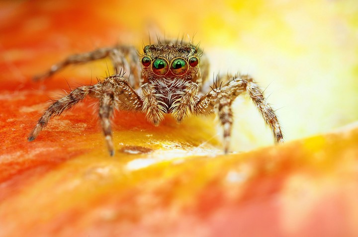 cutee spider