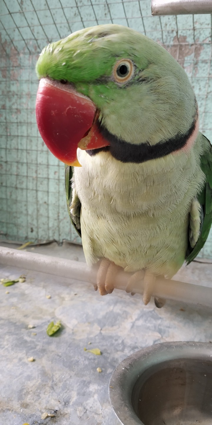 parrot green