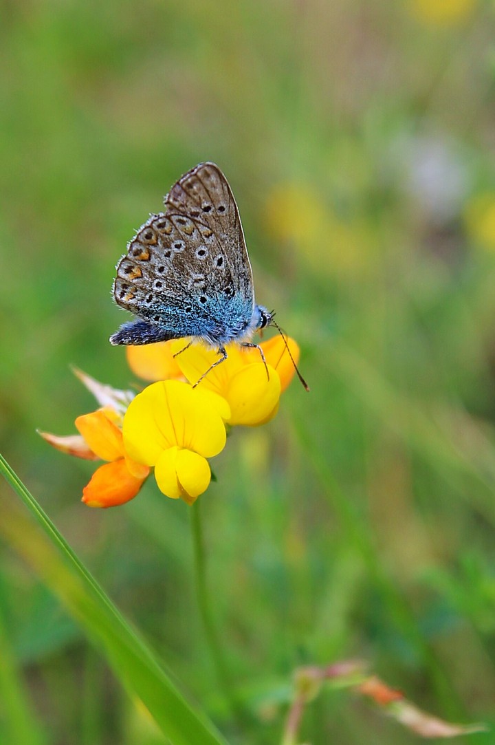 blue butterfly