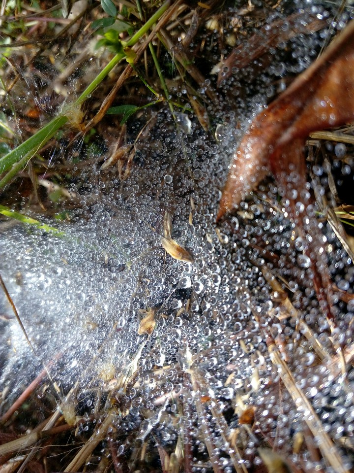 RAIN DROPS