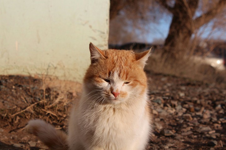 A cat. Part 1