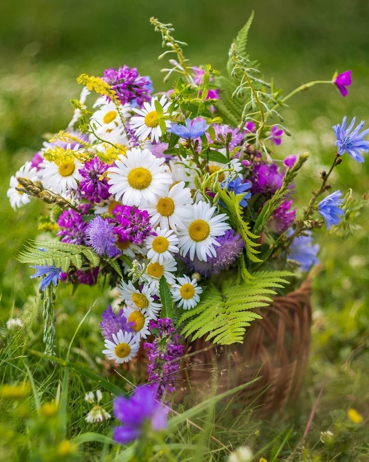 Marguerite