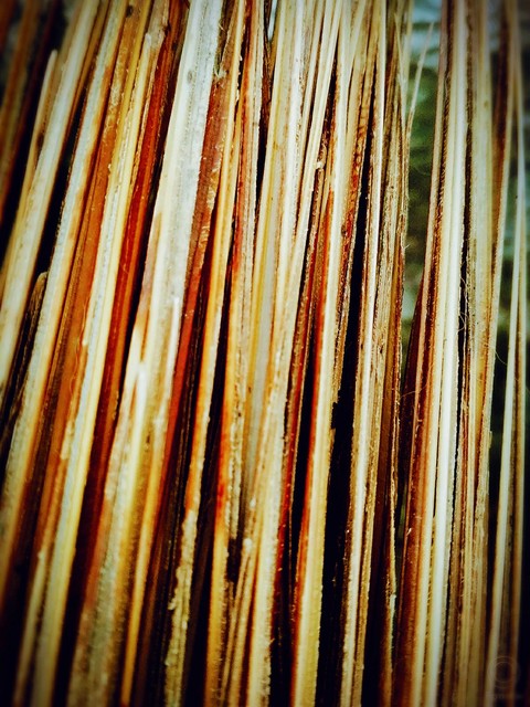 wood