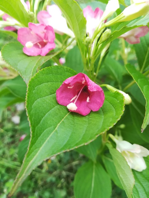 Vegelia