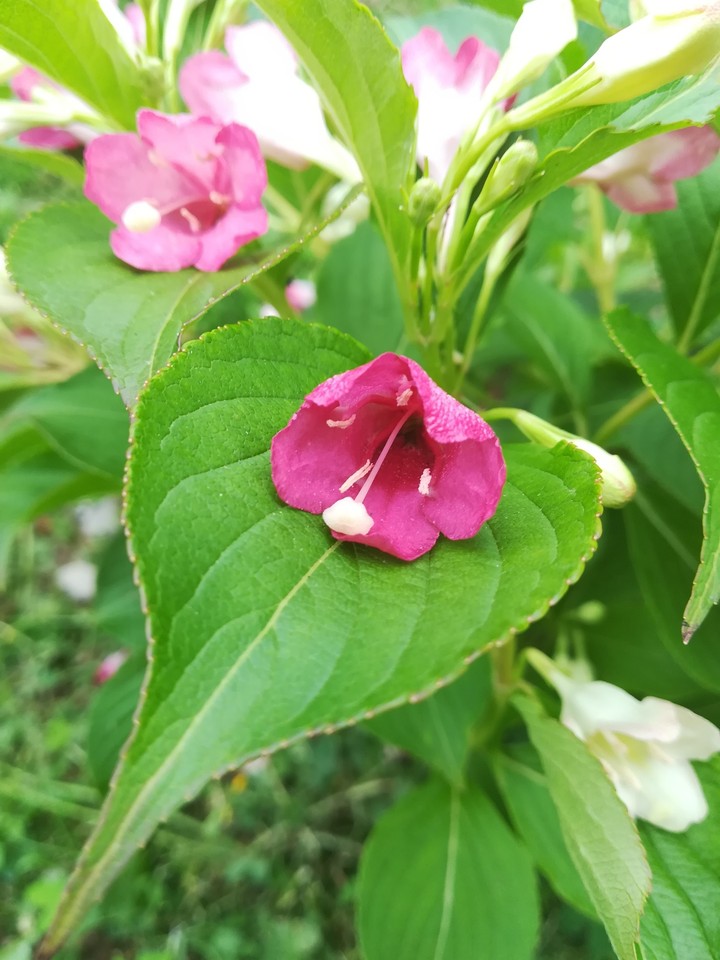 Vegelia 