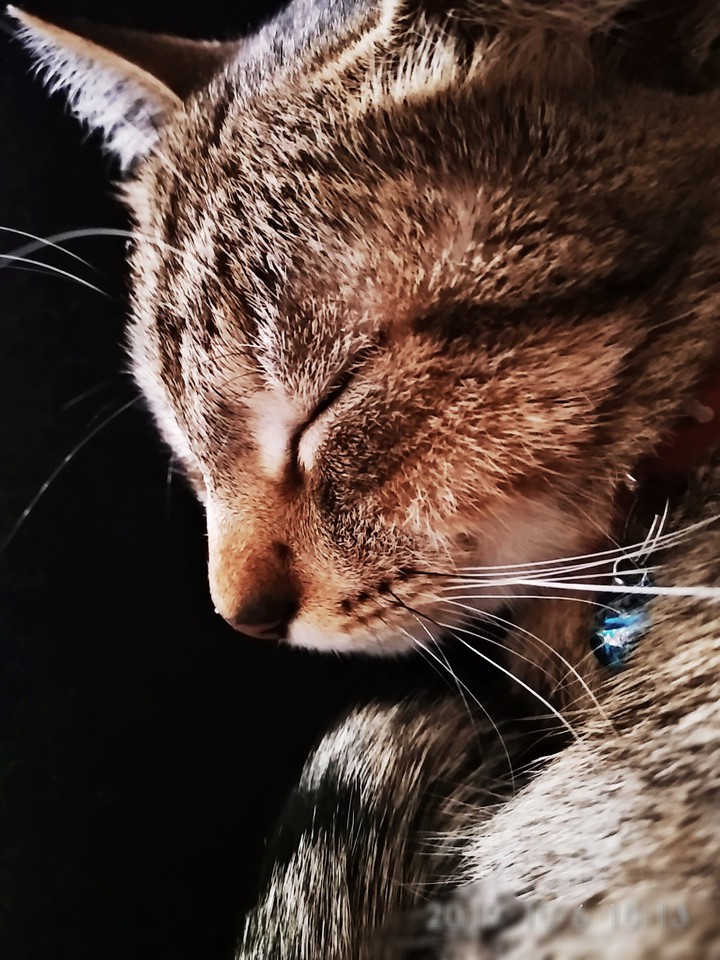 ~CAT~
