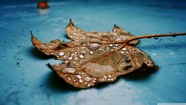 Leaf