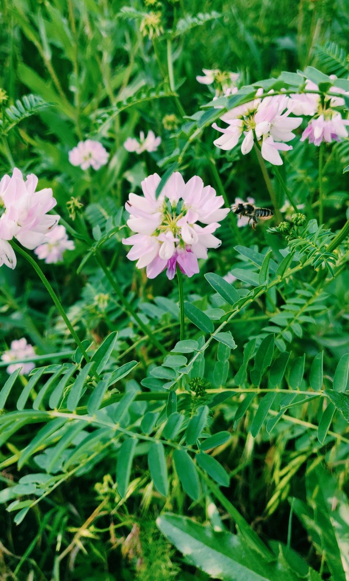 flowers