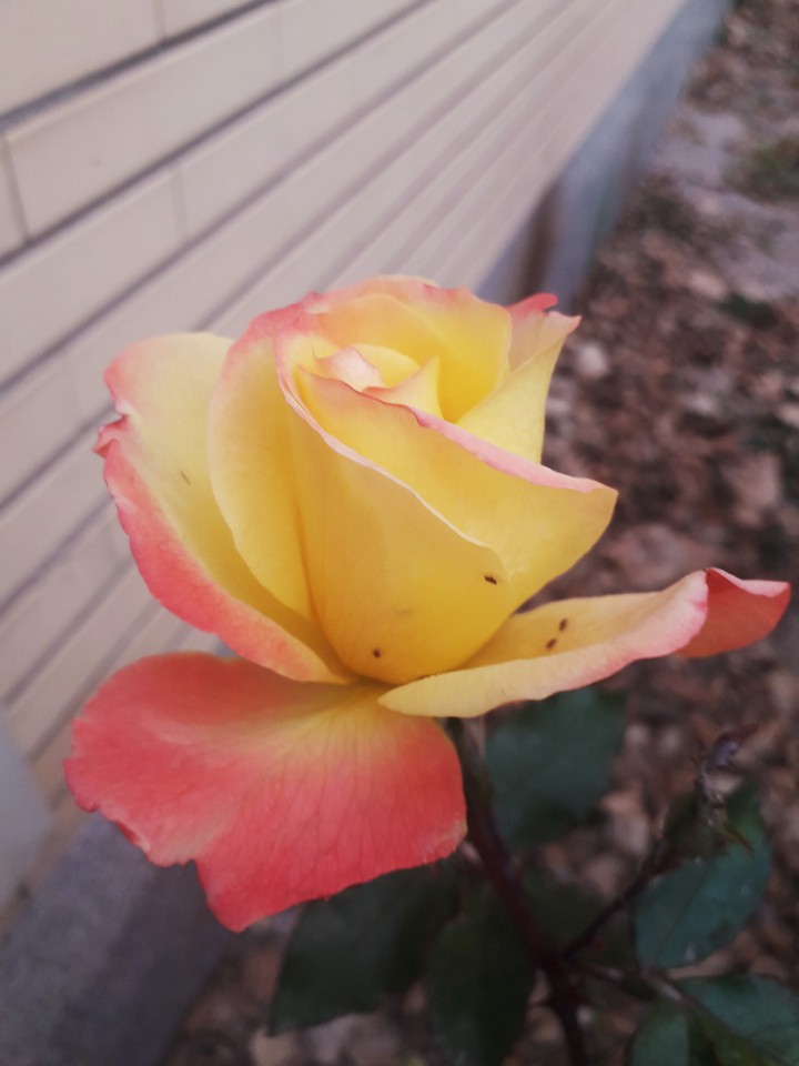 yellow rose in winter!!!!