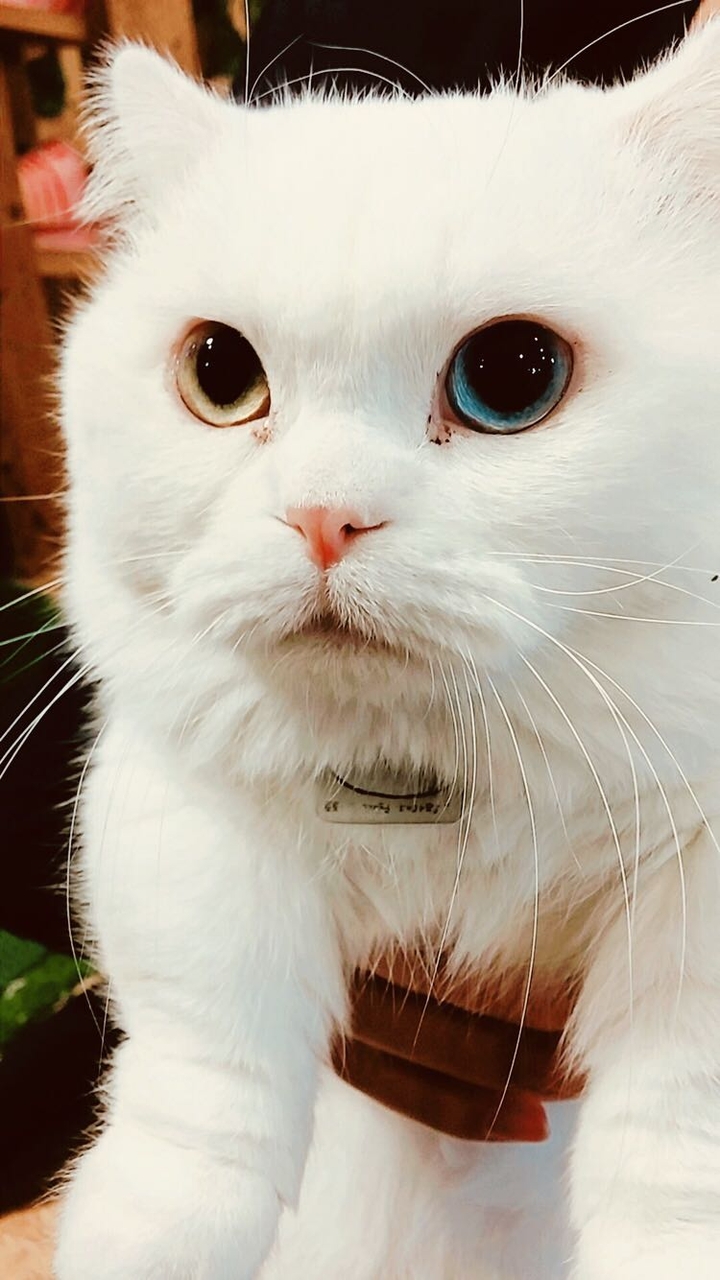 냠전한 냐옹