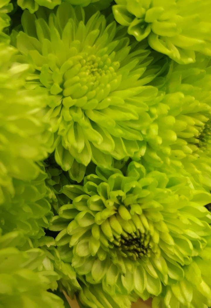 flores