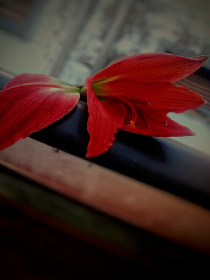 The Red Lilly