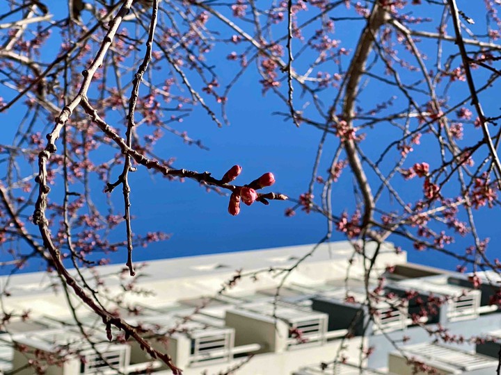 봄 Spring