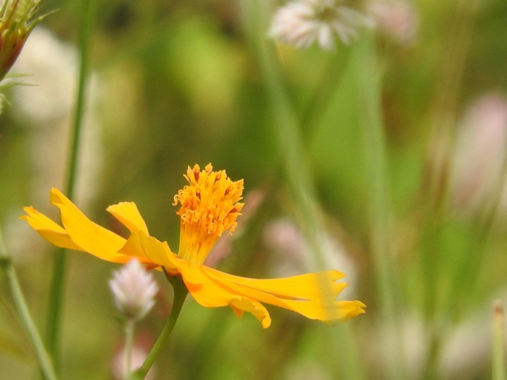 Yellow Flower