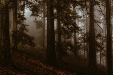 Forest ?