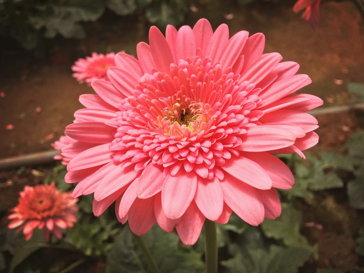 flower