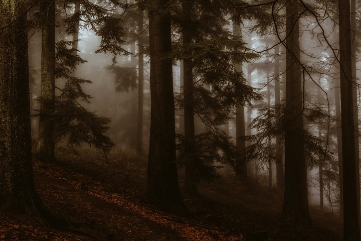 Forest ?