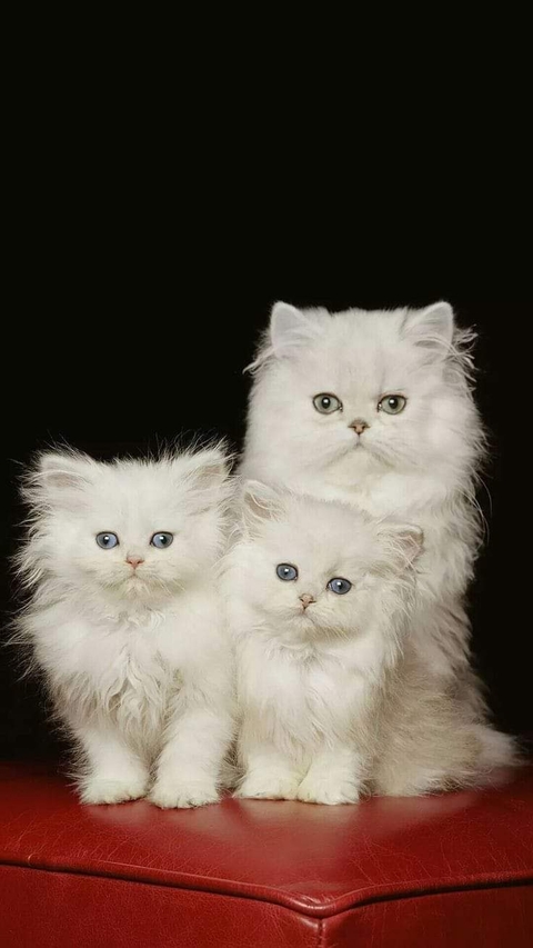 papéis de parede event, cat