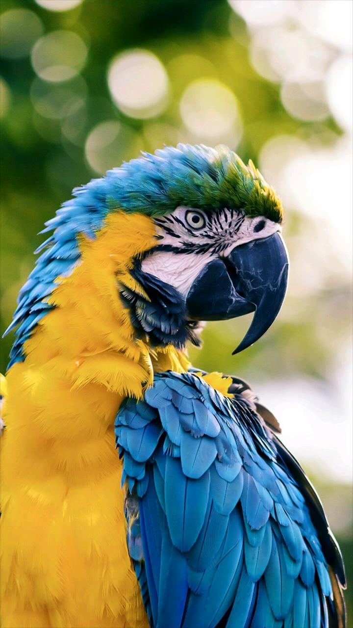 Parrot pose