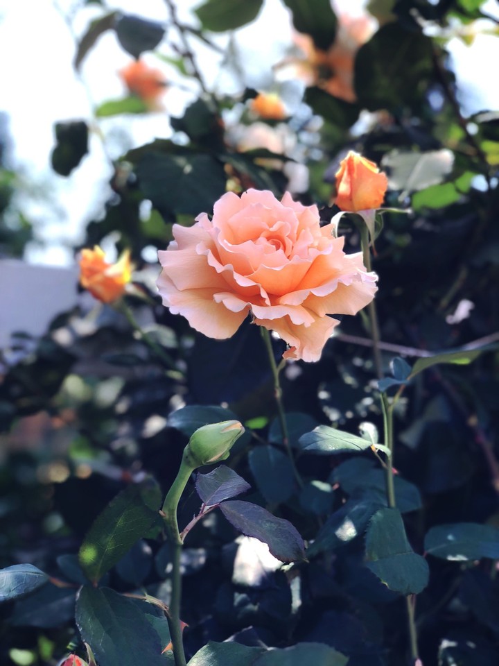 Sophia's rose