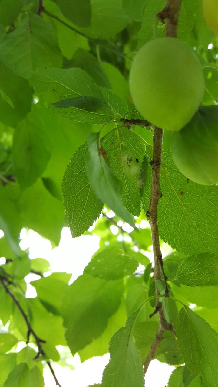 green