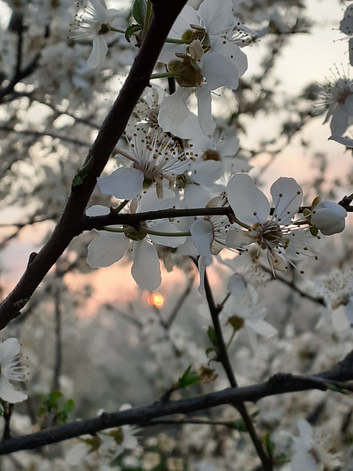 spring in Romania