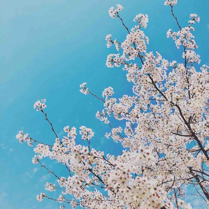 spring flowers