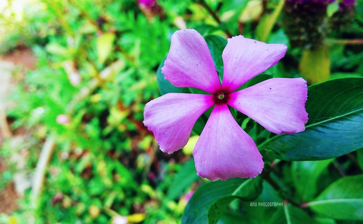 flower