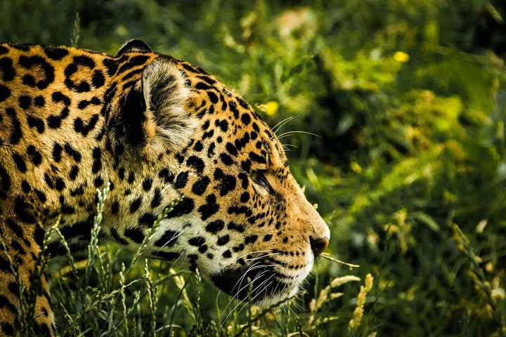tiger dairies... 