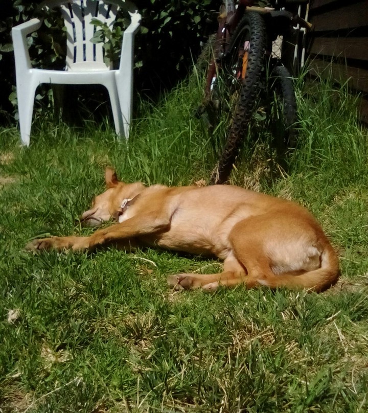 dog