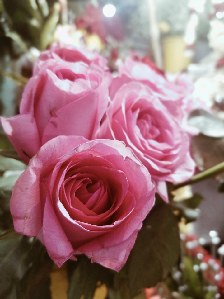 Pink Roses