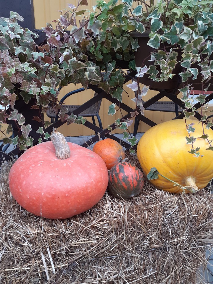 Pumpkins