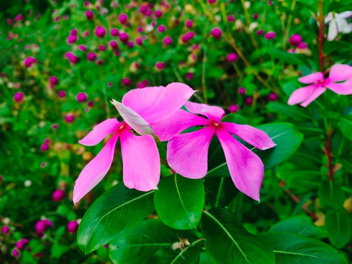 Beauty Of Nature