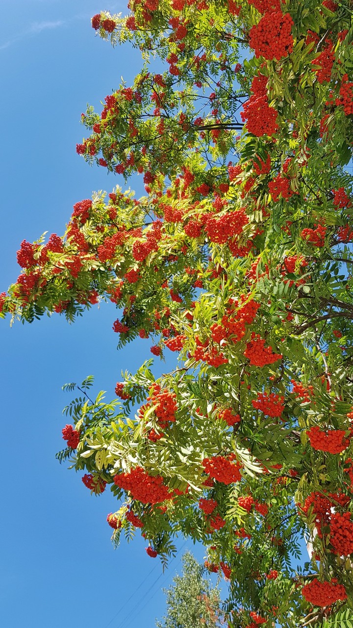late summer in Siberia