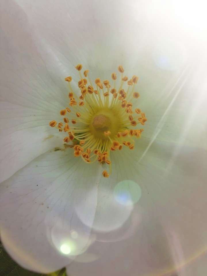 White flower