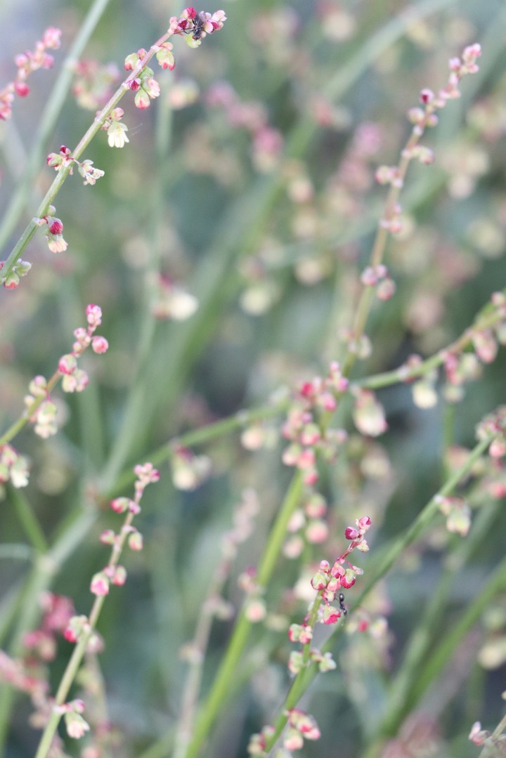 Tiny flower