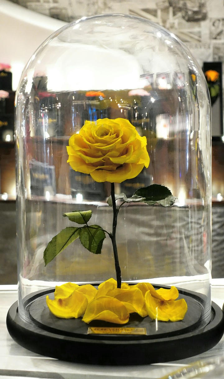 Yellow Rose