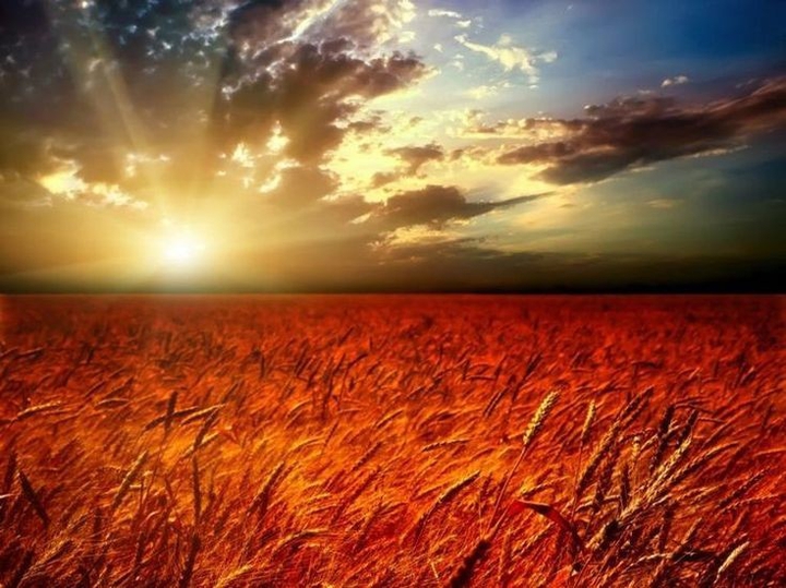 ears of wheat