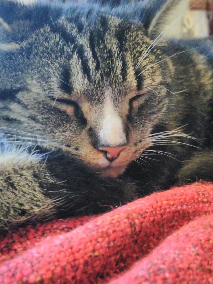 Cat Sleeping - Cute!