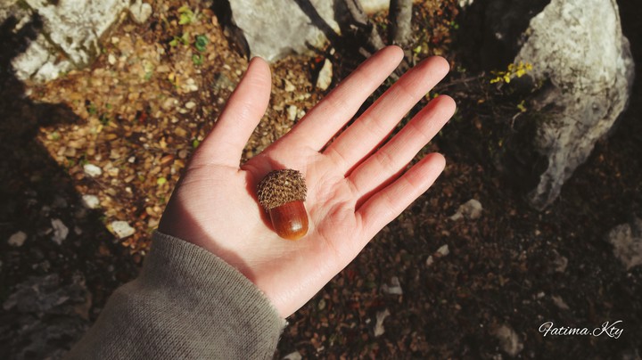 Nut.