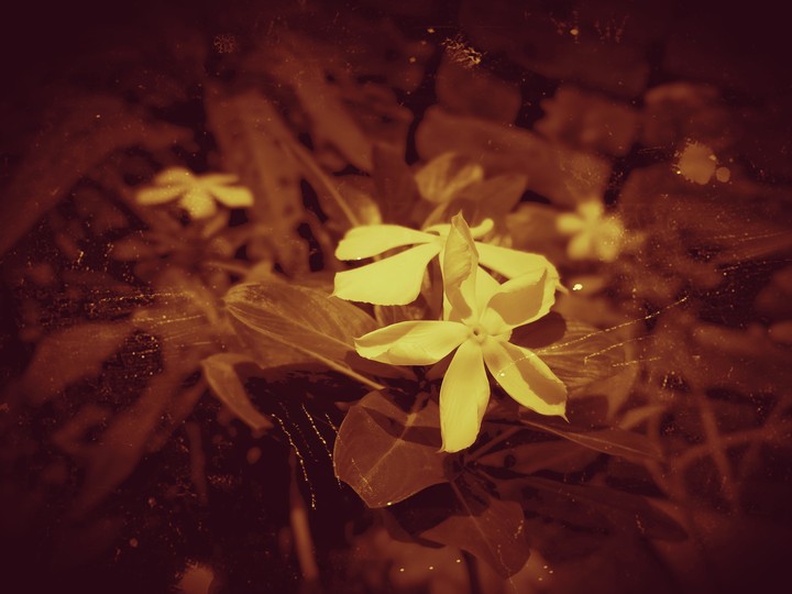 Wintage flower