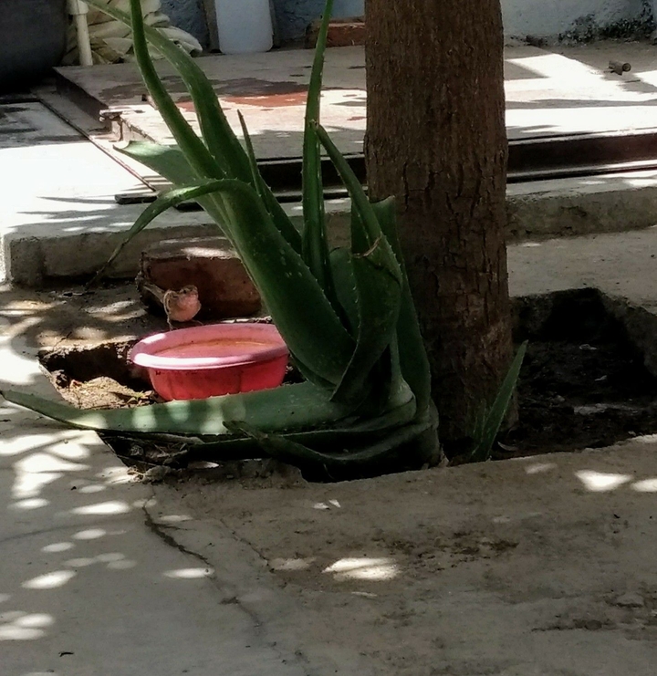 save birds