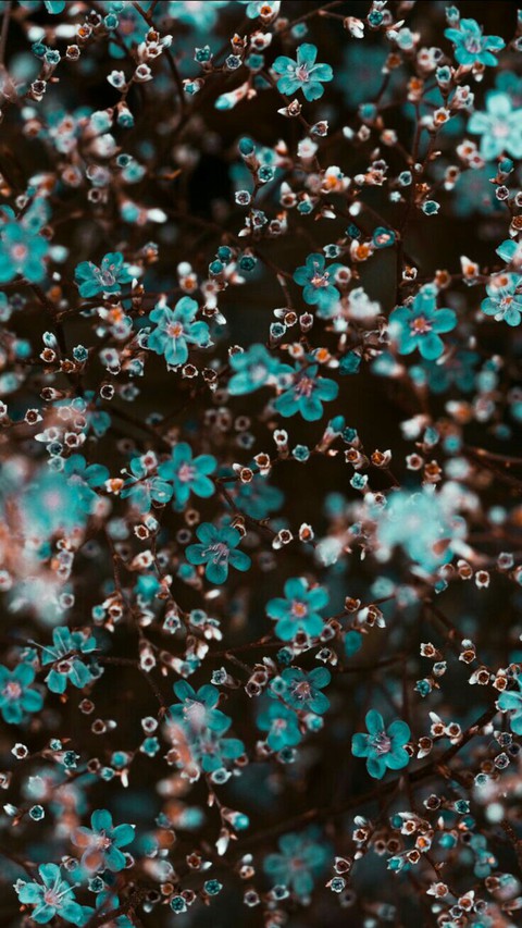 #flowers