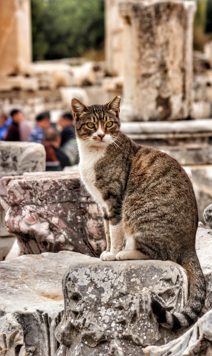 cat