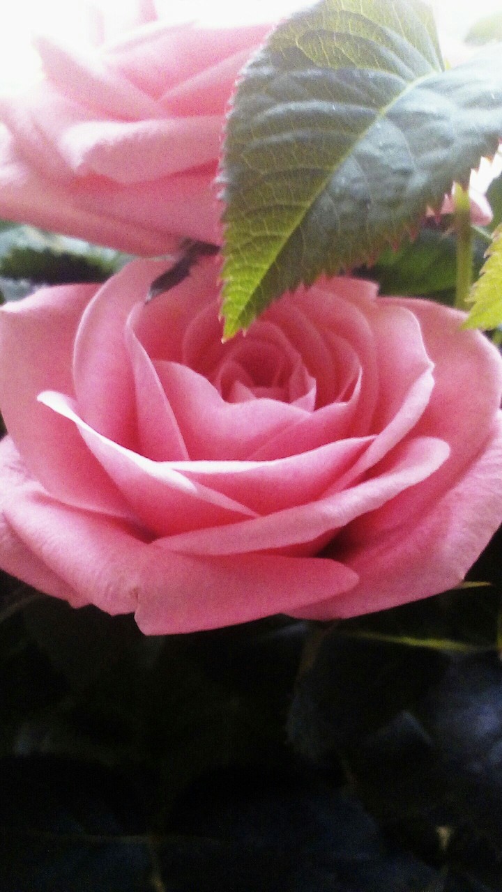 rose