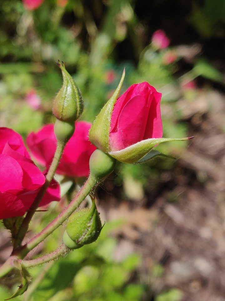 rose bud