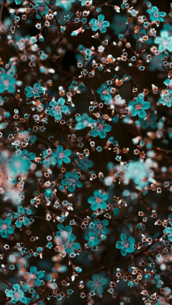 #flowers