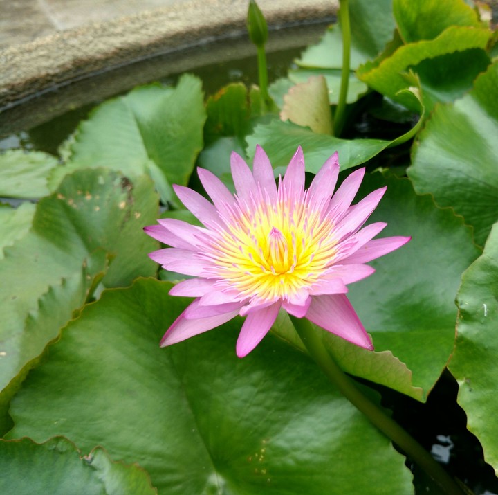 Lotus