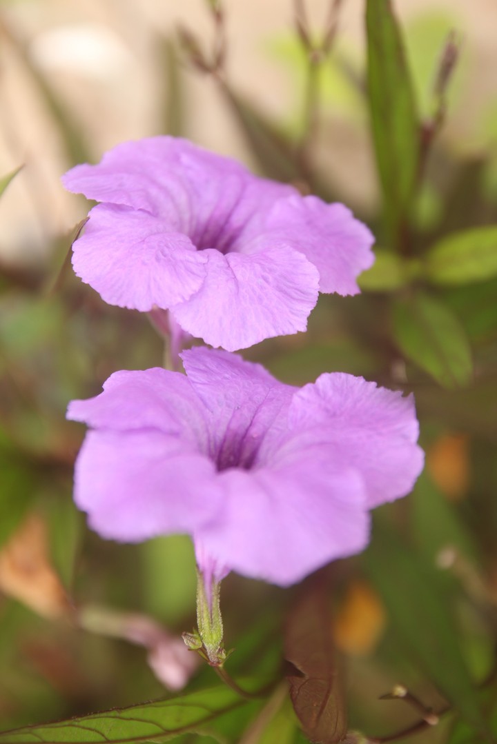 #wildflower